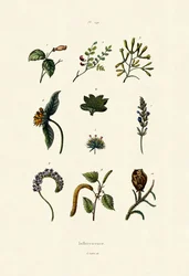 Inflorescence